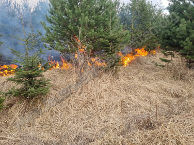 Abschlußbericht - Waldbrand im Bereich &quot;silberne Birn&quot;