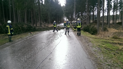 Baum über Straße im Dunkelsteinerwald