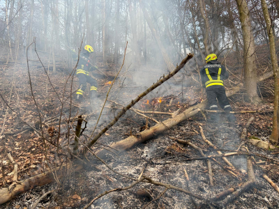 B2 Vegetationsbrand im Waldgebiet